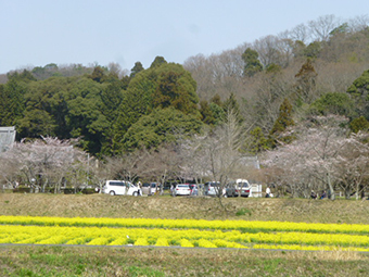 桜満開！